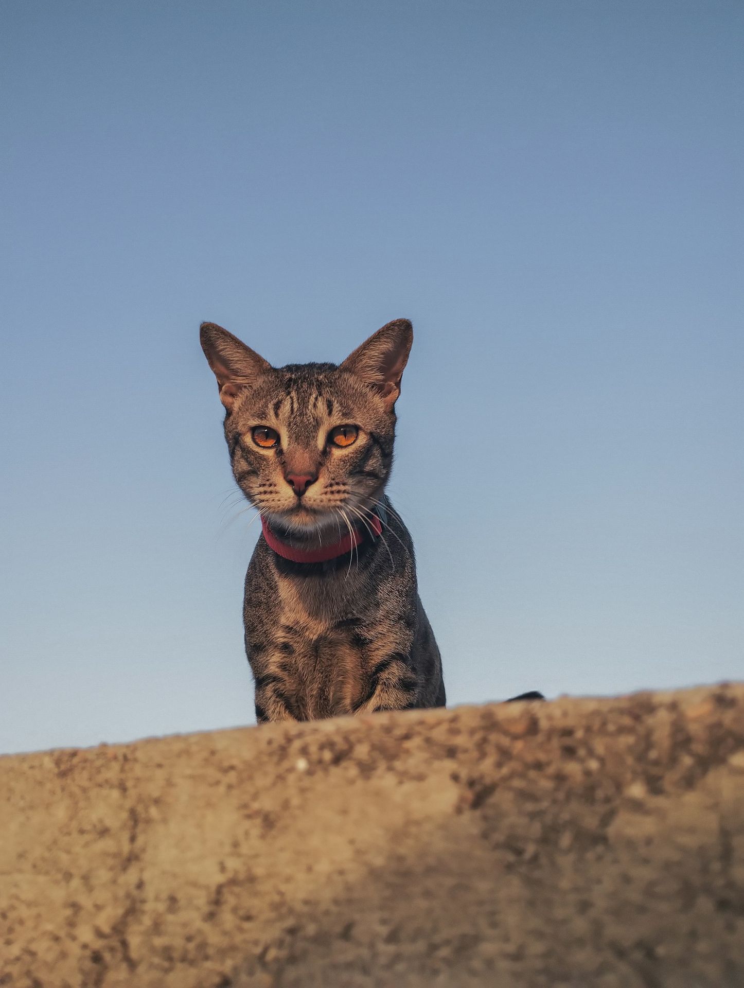 a cat sitting on top of a dirt hill